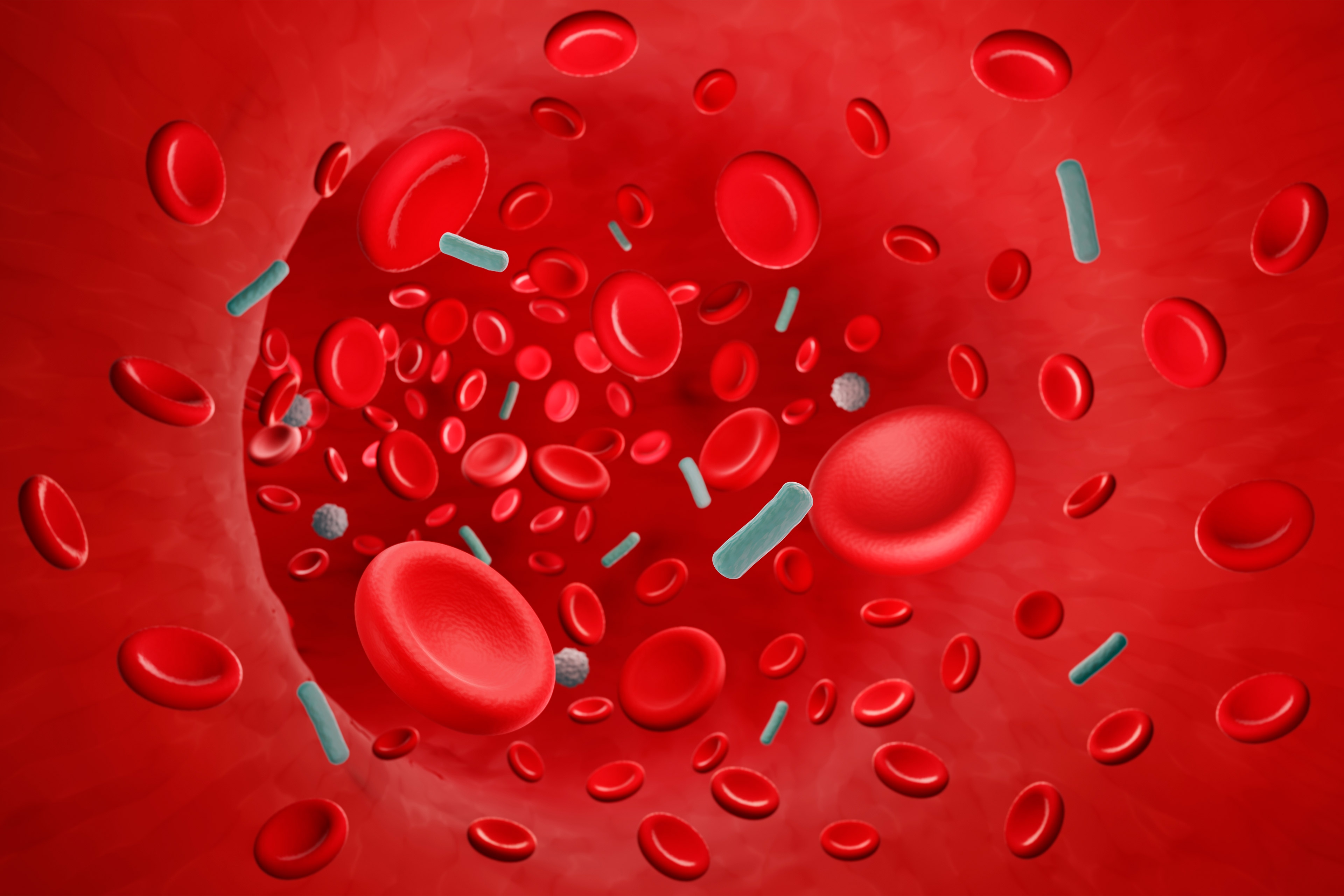 An illustration showing bacteria infecting the bloodstream.