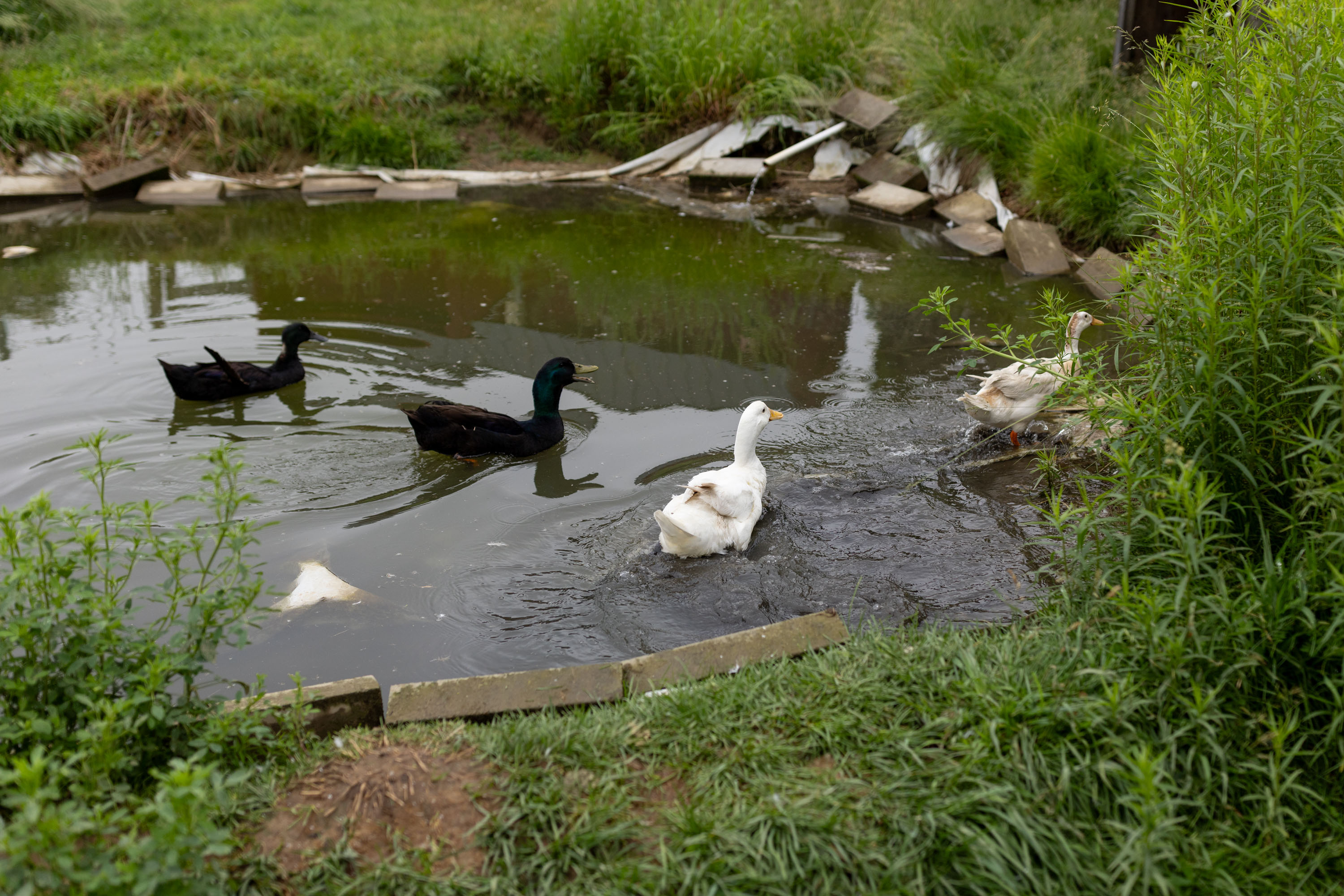 A photo of four ducks swimming in a pond.